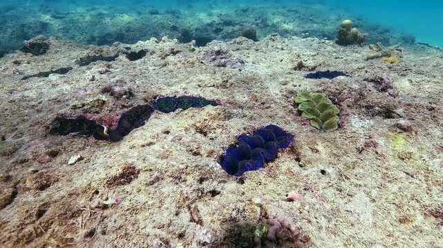 Many blue, turquoise and brown colorful tridacna clams and sea urchins on the coral reef underwater tropical exotic world