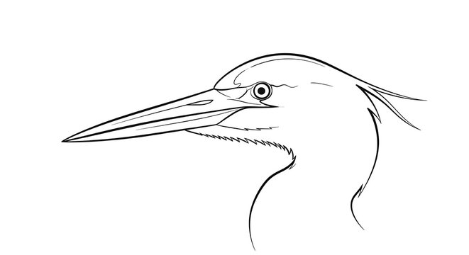 Detailed drawing of heron bird head.
