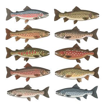 Sheet of Different Species of Trout and Salmon Fish