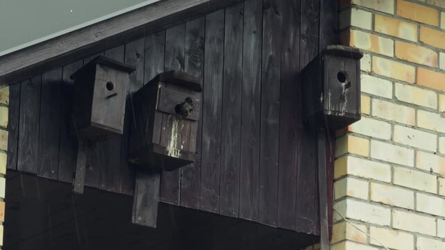 Highresolution image showcasing painted bird nesting boxes attached to weathered brick surface