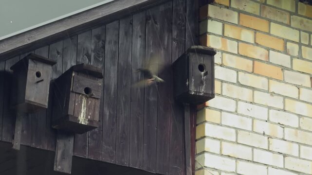 Faint motion shows bird near nesting site. Evening scene captures bird escaping into its dwelling