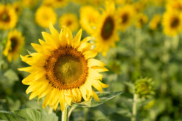 Obraz premium Beautiful yellow color sunflower in the agriculture farm background