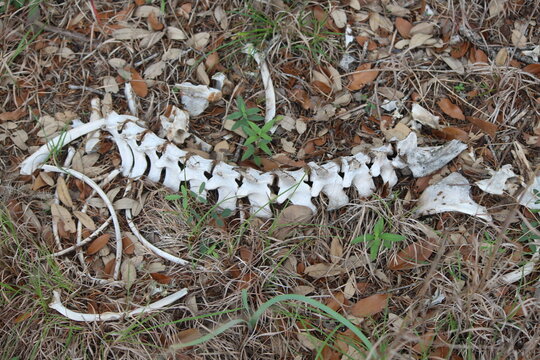 A pile of deer bones lying in a dried up creek.