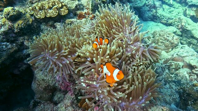 Clown fish Amphiprion ocellaris swim fish in polyps poisonous dangerous anemones shelf bottom low tide in symbiotic tropical waters on bottom of oceans coral reefs.