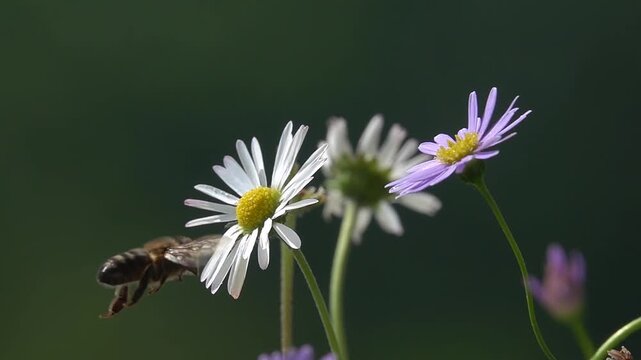 Bee, Fly on Flowers. Wind.