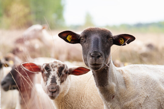Curious Black Faced Sheep Looking Into Camera in Moor Landscape - Curious black faced sheep standing in a peaceful moor landscape while looking directly into the camera.