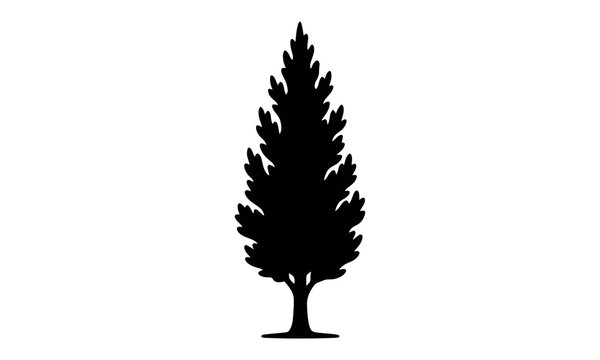 Black silhouette of a coniferous tree on a white background