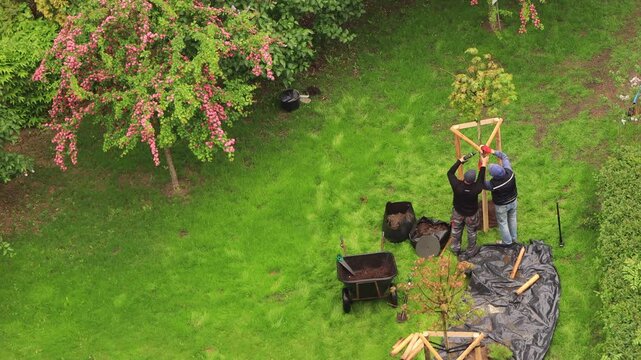 Planting a tree by two unrecognizable people during spring rainy day against a green lawn background, aerial view.