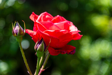 Fototapeta premium Close-up of blooming red rose in garden park with natural green background.