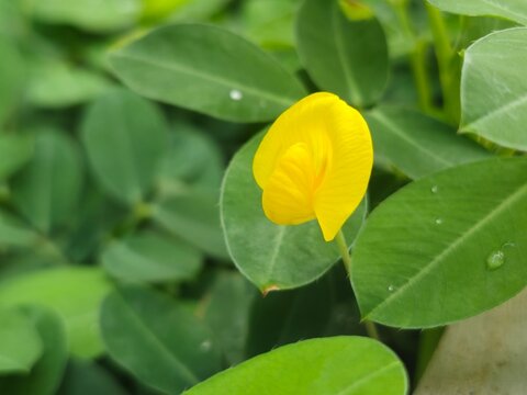 Vibrant yellow pinto peanut flowers blooming beautifully as a lush green ground cover in a sunny garden landscape.