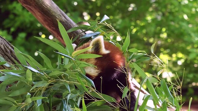 The red panda, Ailurus fulgens, also called the lesser panda and the red cat-bear sitting on a tree.