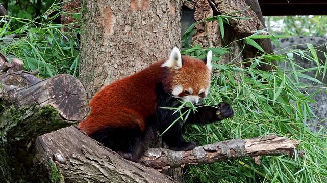 The red panda, Ailurus fulgens, also called the lesser panda and the red cat-bear sitting on a tree.