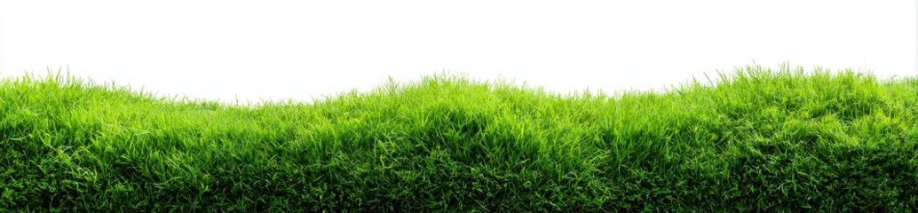 Obraz premium Lush green grass field isolated on white background