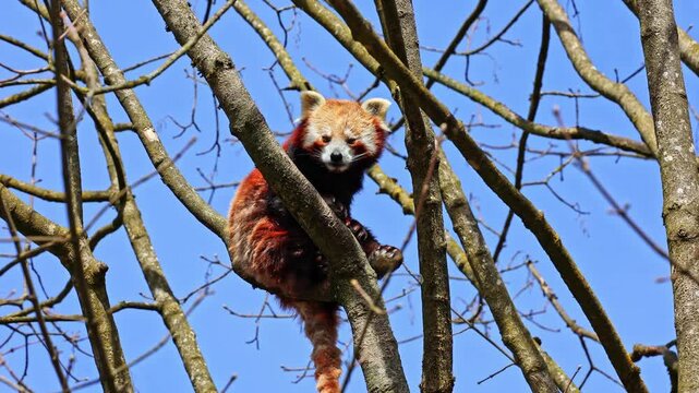 The red panda, Ailurus fulgens, also called the lesser panda and the red cat-bear sitting on a tree.