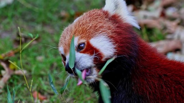 The red panda, Ailurus fulgens, also called the lesser panda and the red cat-bear sitting on a tree.