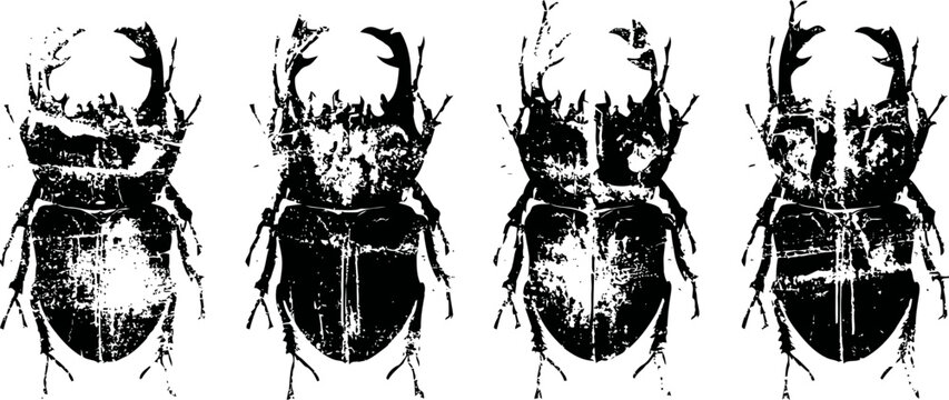 vintage black insect illustrations beetle collection with detailed anatomy and shading