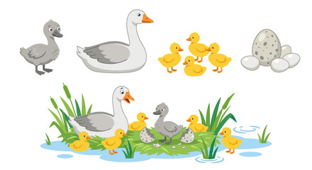 goose and ducklings with eggs colorful vector illustration © rita