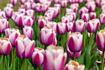 Obraz premium Tulip field. Tulips. Field filled with vibrant pink tulips in full bloom showcases their delicate petals and green leaves, creating colorful display in lush garden setting during spring season