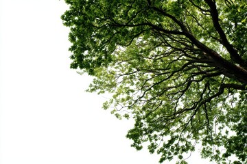Fototapeta premium Low angle view of a large oak tree with lush green leaves and intricate branches isolated on white background