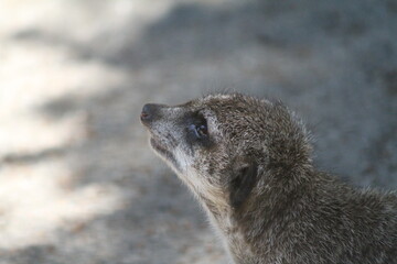 A close up profile portrait of a meerkat facing directly to the left side in bright daylight. © SK