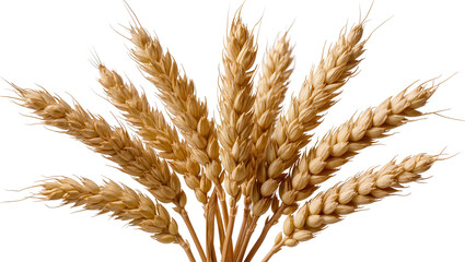 Golden wheat stalks with detailed kernels, isolated on transparent background © Elena