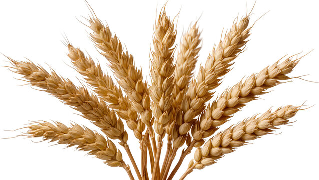 Golden wheat stalks with detailed kernels, isolated on transparent background