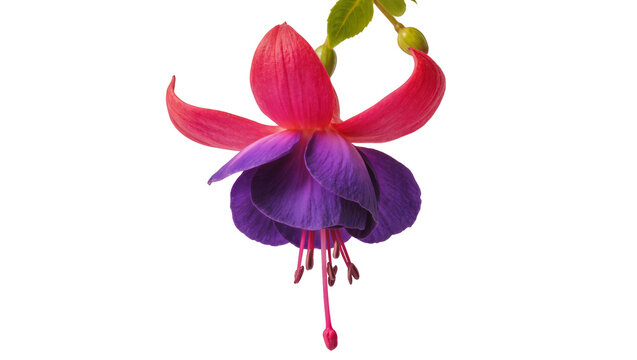 Vibrant fuchsia flower with pink sepals and purple petals, isolated on transparent background