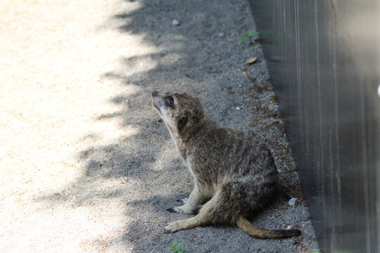 A full body shot of a cute meerkat sitting on a concrete floor and looking up to the left.