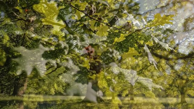 Lush oak tree foliage with insect galls and sunlight illuminating the vibrant green leaves and branches in a peaceful natural environment.