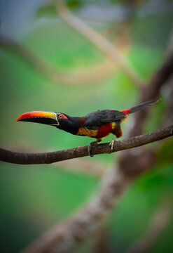 Fiery billed aracari posing on a branch