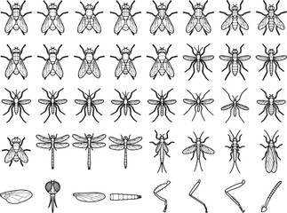Fototapeta premium A collection of detailed illustrations showcases various flying insects, including flies, mosquitoes, and dragonflies, along with their anatomical parts, presented in a clean, scientific style.
