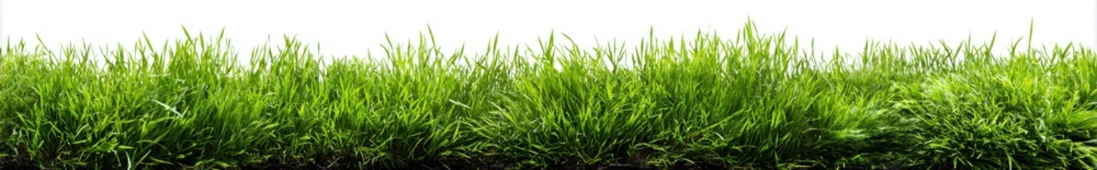 Fototapeta premium Fresh green grass isolated on white background