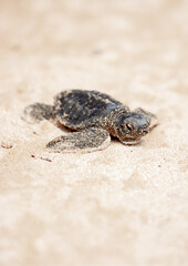 Obraz premium A small baby sea turtle crawls along the sandy shore towards the ocean to survive. The turtle hatched on the island of Sri Lanka. New life, saving the population, the way forward to a new life.