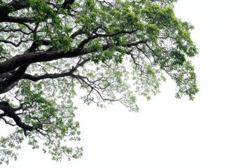 Fototapeta premium Low angle view of a large tree with lush green leaves and spreading branches isolated on white background
