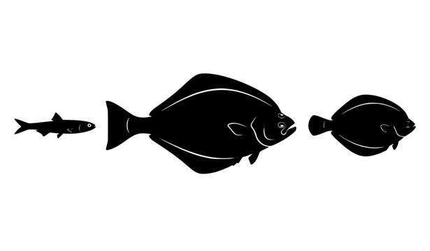 Anchovy halibut and sole fish silhouette vector illustration set
