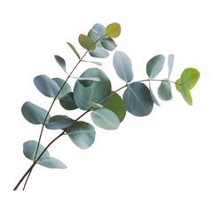 Obraz premium Fresh Eucalyptus Branch with Green Leaves Isolated