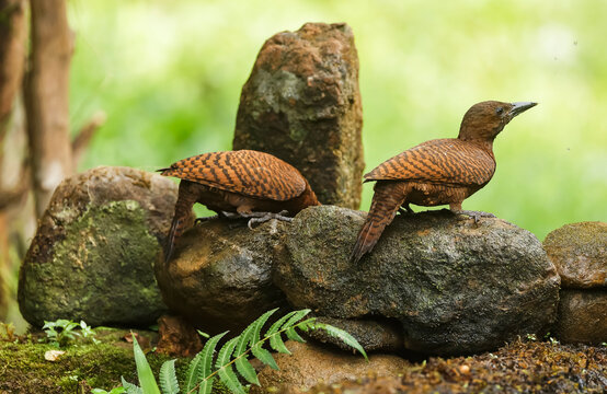 Pair of Rufous Woodpecker very rare bird which are found in western ghats of india, was lucky to spot them and photograph them so closely.