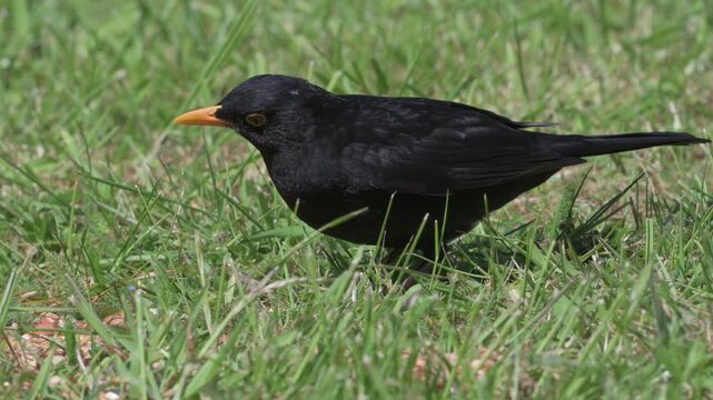 Blackbird (Turdus merula) male eating mealworms from a garden lawn. May, Kent, UK [Half speed]