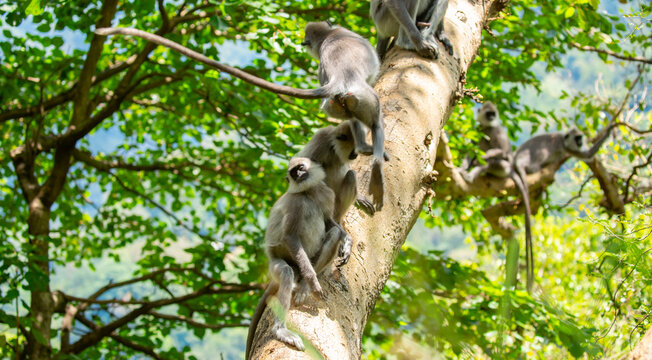 Gray hanuman langurs on a tree. Monkeys in the wild in the jungles of Sri Lanka. Troop of monkeys on trees. Wildlife scene with wild animals.