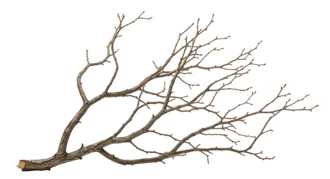 A single, bare, brown tree branch with multiple thin twigs and a jagged cut end, isolated against a solid black background
