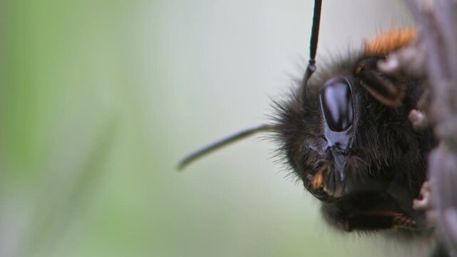 Tree Bumblebee (Bombus hypnorum) in closeup on a lilac stem. May, Kent, UK [Slow motion x4]