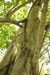Fototapeta premium Close-up of intertwined tree trunks and climbing vines in a lush tropical forest, highlighting organic textures, layered roots, and dense greenery in a peaceful natural setting