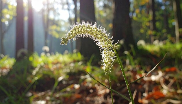 Wood millet grass panicle in soft forest understory light with dew drops close-up macro botanical detail