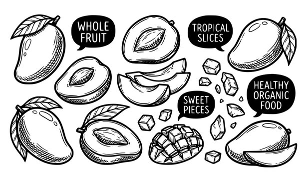 Mango illustration set whole fruits slices and cubes in sketch style