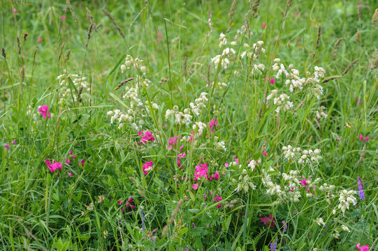 Common Silene and Tuberous pea, tuberous pea