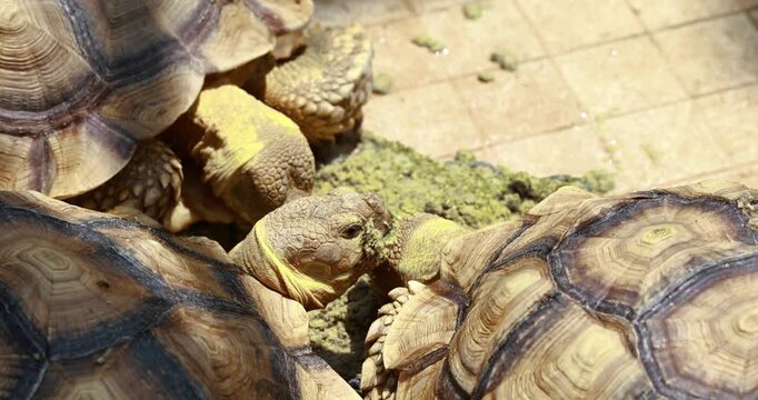 Sulcata Tortoise eating, Giant tortoises feeding, Centrochelys sulcata, highlighting detailed shells and textured skin in a natural wildlife environment, close-up