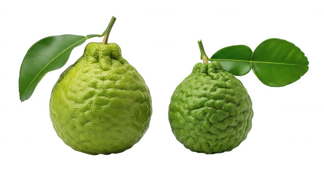 Two fresh kaffir lime fruits with bumpy green rinds and attached leaves isolated on a solid black background