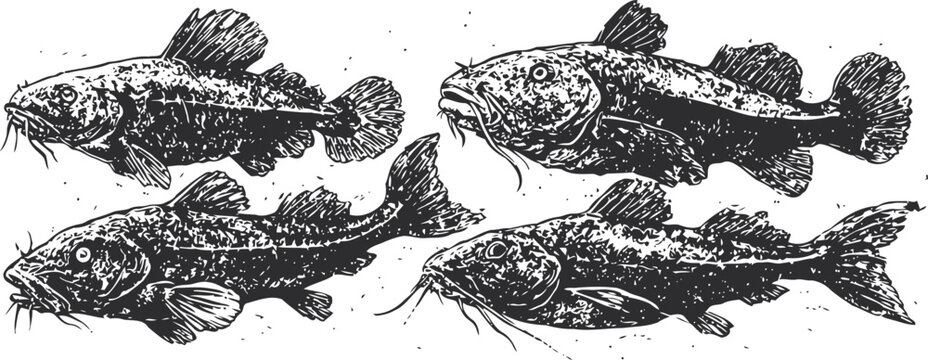 freshwater catfish illustrations showing detailed fish anatomy and barbels in vintage engraving