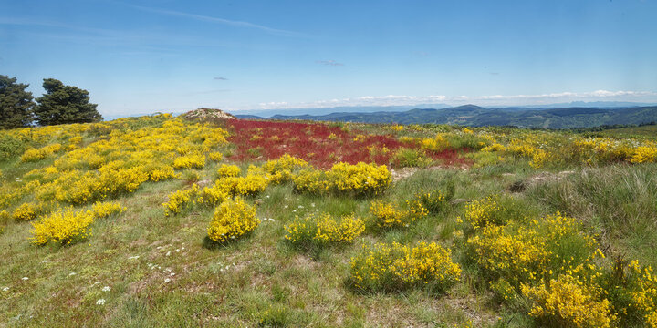 Colline couverte de gen&ecirc;ts et panorama sur les montagnes d'Ard&egrave;che et le Vercors &agrave; l'horizon
