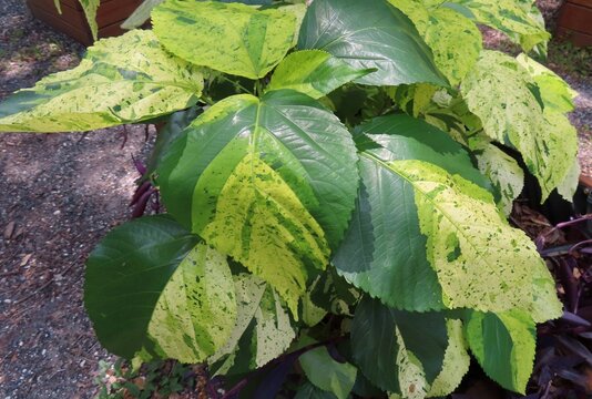 Acalypha wilkesiana green yellow leaves (common name copperleaf) in Florida zoological garden, closeup
